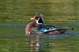 Canard branchu - Wood duck