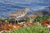 Bcasseau  queue pointue - Sharp-tailed sandpiper