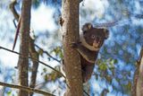 Koala (juv)