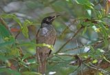 Mliphage brid - Bridled honeyeater