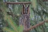 Hibou moyen-duc - Long-eared owl