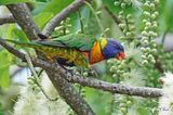 Loriquet arc-en-ciel - Rainbow lorikeet 