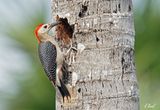 Pic  front dor - Golden-fronted woodpecker