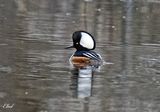 Harle couronn - Hooded merganser