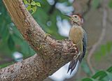 Pic  front dor - Golden-fronted woodpecker