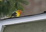 Piranga  tte rouge - Western tanager