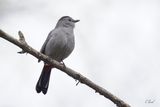 Moqueur chat - Gray catbird