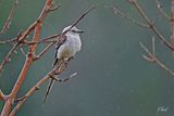 Tyran  longue queue - Scissor-tailed flycatcher