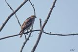 Petite buse - Broad-winged Hawk