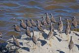 Bcasseau  chasses - Stilt sandpiper