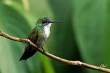 Ariane  poitrine blanche - White-chested emerald