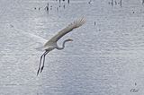 Grande aigrette - Great egret