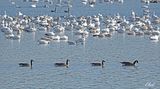 Oies des neiges et Bernaches du Canada - Snow and Canada Geese