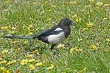Pie bavarde - Eurasian magpie