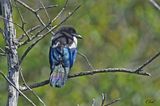 Pie bavarde - Eurasian magpie