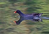 Gallinule poule-deau - Common moorhen