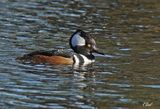 Harle couronn - Hooded merganser