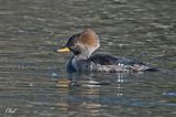 Harle couronn - Hooded merganser (Fem)