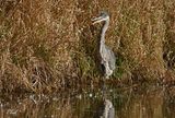 Grand hron - Great blue Heron
