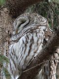 Chouette raye - Barred owl