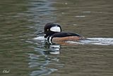 Harle couronn - Hooded merganser