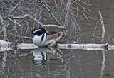Harle couronn - Hooded merganser