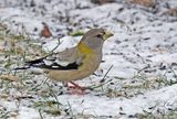 Gros-bec errant - Evening grosbeak