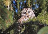 Chouette raye - Barred owl