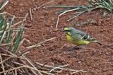 Serin du Mozambique - Yellow-fronted canary
