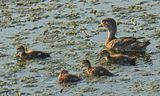 Canard branchu - Wood duck