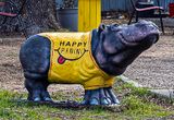 The panini hippo