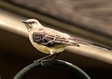 The Mockingbird, the state bird  of Texas