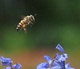 Bee in flight