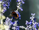 Red Admiral butterfly (4/24/23) 