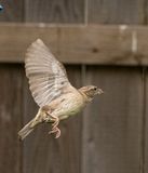 On the wing (05/12/23)