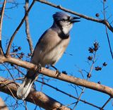 A fine looking jay.