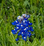 The Texas Bluebonnet