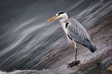 Heron and milky water.