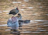 Moorhens at Taf Bargoed Country Park.