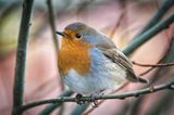A round Robin.