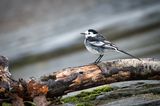 Pied Wagtail.