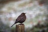 Female Blackbird.