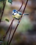 Blue Tit