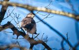 Common Buzzard