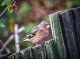Male Chaffinch