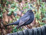 Male Blackbird.