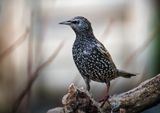 Starling