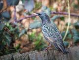 Starling