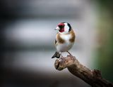 Goldfinch in the rain.