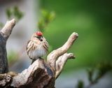 Female Red Poll.